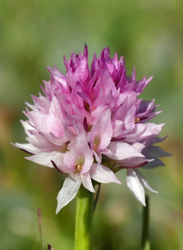 La Nigritella widderi a Pizzo di Sevo e Cima Lepri  -  luglio 2025